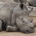 321-0256 Safari Park - White Rhino